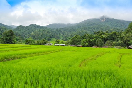 在清迈，稻田