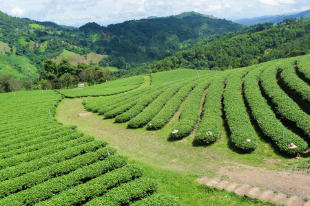 在清迈，茶园