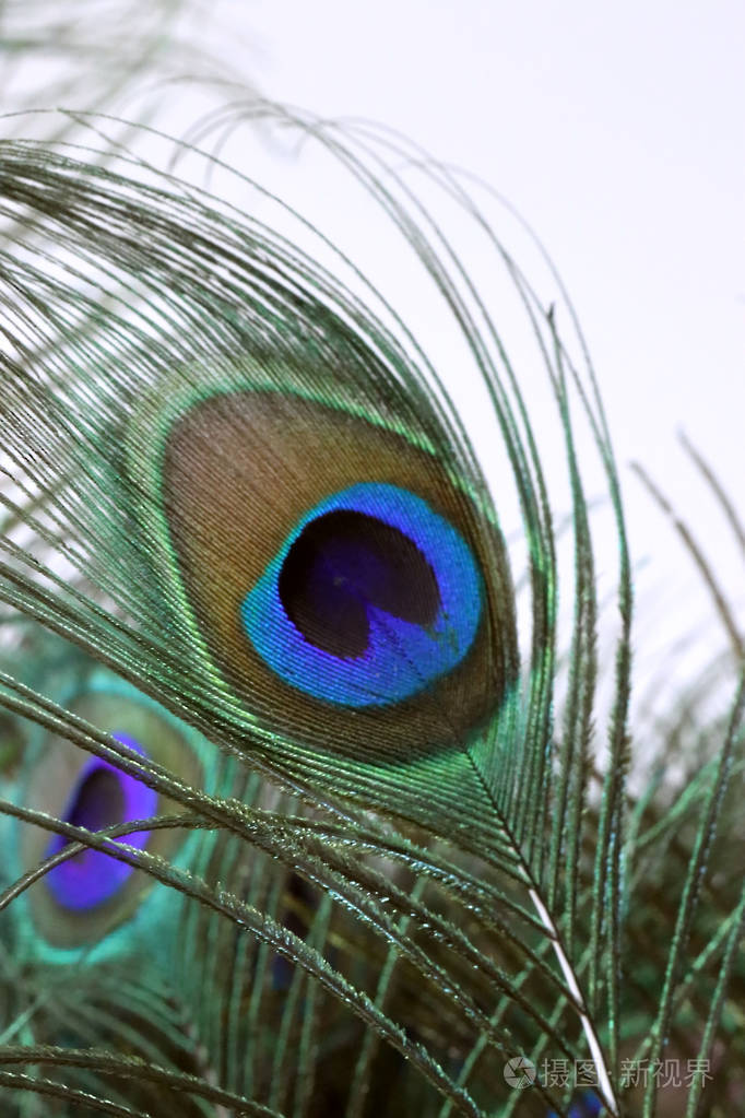 在背景下, 用其他羽毛将孔雀羽毛的眼睛图案闭上