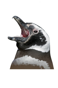 麦哲伦企鹅，spheniscus magellanicus