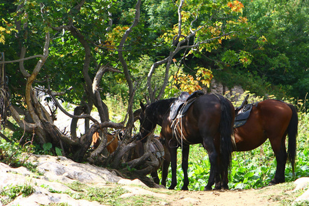 动物在树下图片
