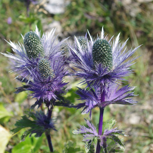 法国阿尔卑斯山中的山蓝 flowerblue 花蓟