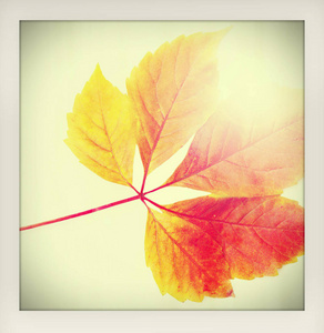 秋天秋天背景。一个五颜六色的红色和橙色的秋天离开与太阳射线制作像一个即时复古的业余照片与白色框架