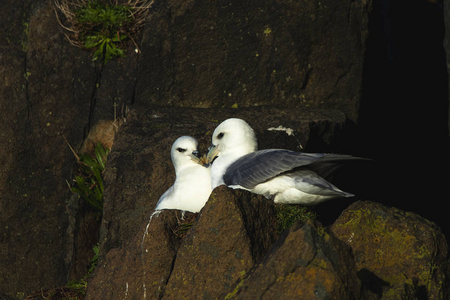 北 fulmar 坐在 Hawkcraig 阿伯道尔的悬崖上, 苏格兰