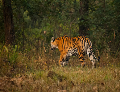 孟加拉虎 底格里斯河虎 是大多数无数老虎亚种
