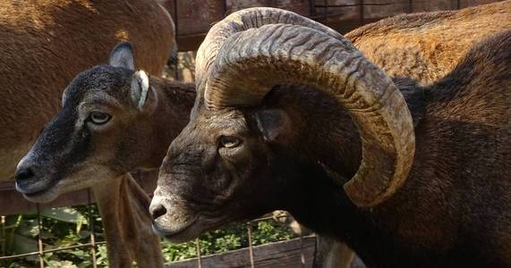 在动物园穆福隆角 mouflons 对穆福隆野山羊的特写