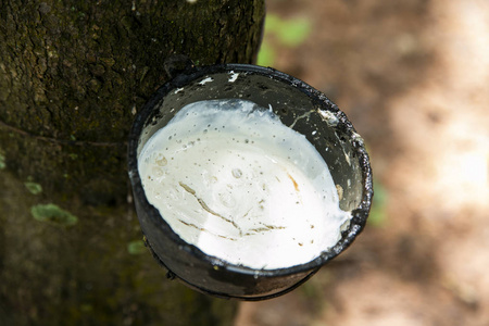 泰国橡胶树中的天然橡胶乳胶