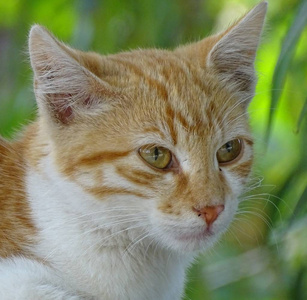 用绿色的眼睛闭上橙色的猫可爱的宠物动物