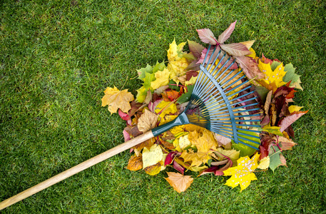 犁耙在一根木棍和彩色的秋天树叶。收集的草屑。园林工具