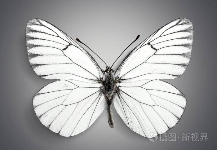 可爱的白蝴蝶
