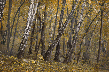 风景秋天桦木树丛在黄色口气