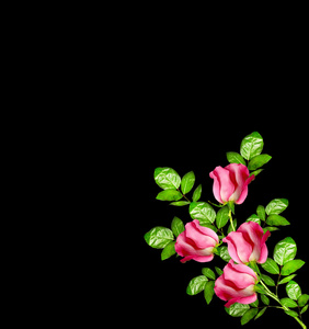孤立在黑色背景上的玫瑰的花蕾