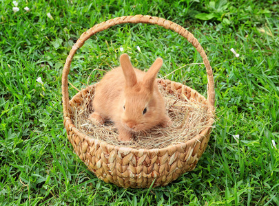 可爱的蓬松的兔子在柳条篮子在绿色草户外