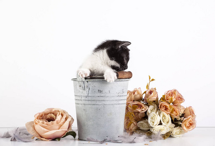 可爱的小猫在老水桶与花