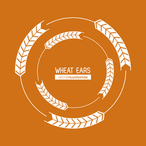 小麦的耳朵设计 农场和农业概念 ve