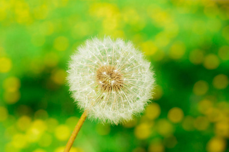 梦幻般的白色蓬松的 blowball 特写在弥散黄色蒲公英绿色的春天领域。Copyspace。软焦点