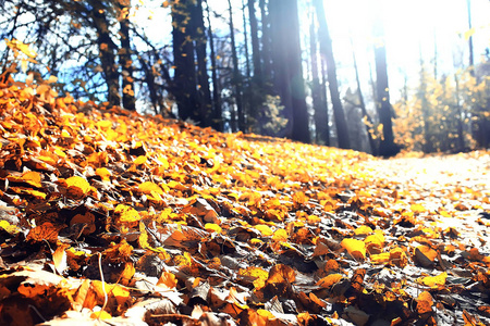 美丽的秋天森林风景。黄色森林, 树和叶子10月风景在公园里