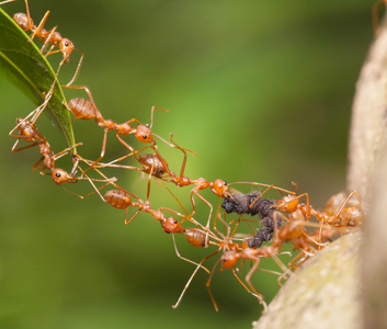 蚂蚁团结图片