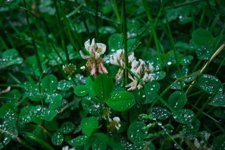 晨露在三叶草的叶子上, 雨后的青草