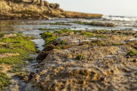 海洋中的岩石, 有绿藻和海洋生物。埃斯托里尔海滩。葡萄牙