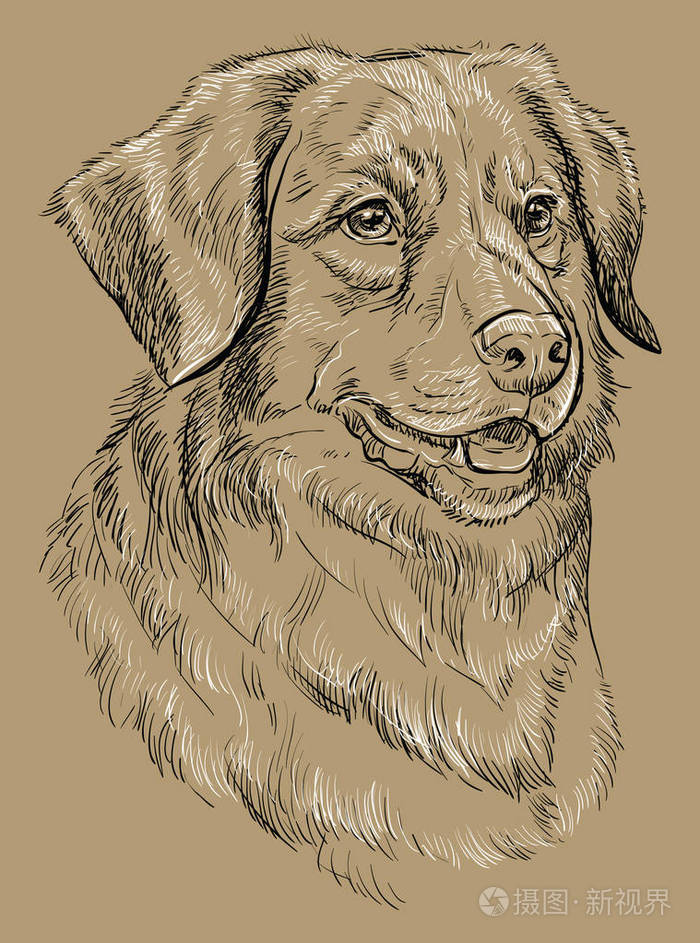 新斯科舍省鸭收费猎犬矢量手绘黑白插图在米色背景下隔离