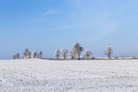 在雪白色冰树覆盖景观