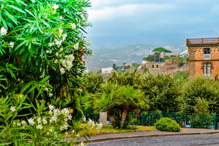 地中海气候的树木图片