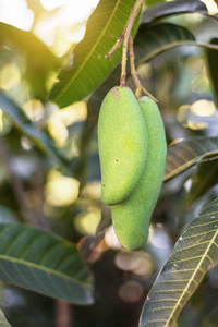 乡村农场树上的芒果