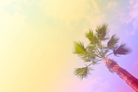 复古色调的美丽异国情调的加利福尼亚椰树顶部的图片在夏季的天空背景大叶子。加利福尼亚的热带植物。复古日落过滤器。复制空间, 底部视