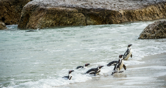 非洲企鹅走出海洋