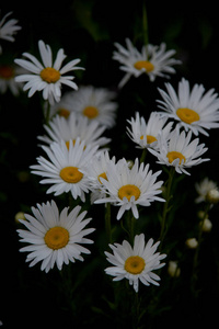 黎明时分花园里的雏菊