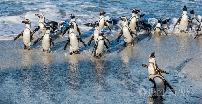非洲企鹅走出海洋