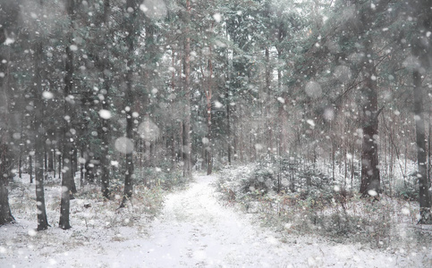 冬季森林。在一个晴朗的日子里的冬季森林景观。雪 c