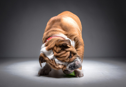 顽皮的英国斗牛犬幼犬