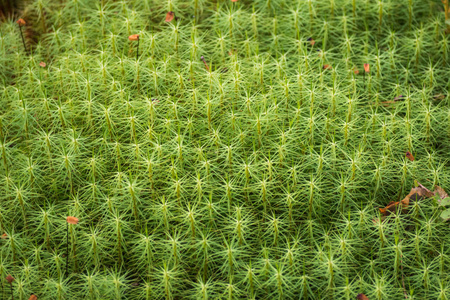 绿苔在卡瑞洛芬森林 卡瑞洛芬地峡的性质相似素材图片 摄图新视界