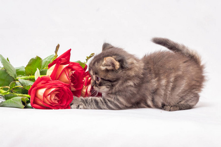小猫在玩红玫瑰