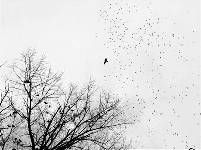 乌云密布的天空中的一群黑鸟