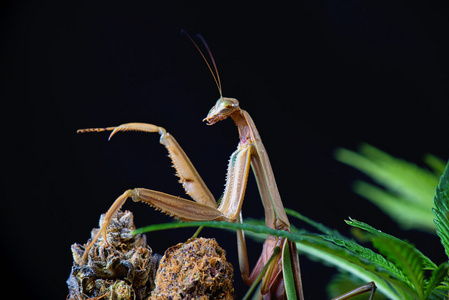 中国螳螂 (大刀中华) iso 的宏细节照片