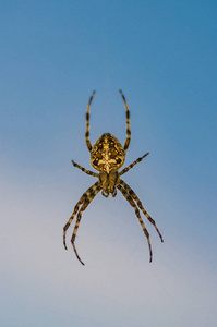 棕色恐怖蜘蛛捕食昆虫在一个光的背景在野外, 特写美丽的幽灵蜘蛛