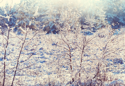 在冬季的风景雪域林。好的圣诞背景
