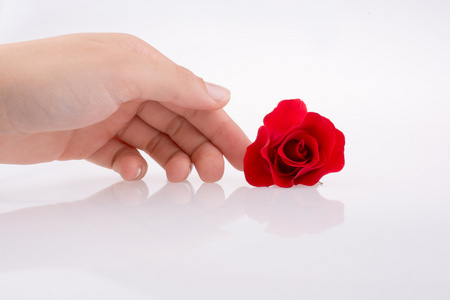 手拿着一朵玫瑰