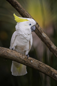 利奥诺拉鹦鹉Cacatua galerita 利奥诺拉, 美丽的白色鹦鹉从阿鲁群岛, 印度尼西亚