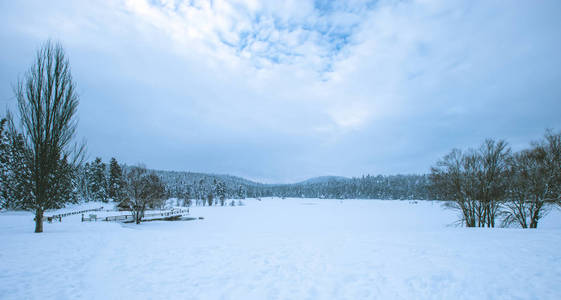 冬季冰冻湖泊与松树林在多云沉闷的一天的看法
