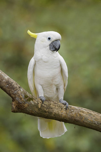 利奥诺拉鹦鹉Cacatua galerita 利奥诺拉, 美丽的白色鹦鹉从阿鲁群岛, 印度尼西亚