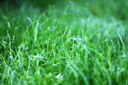 清晨的露水图片