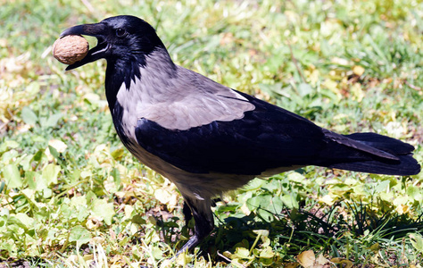 腐尸乌鸦乌鸦乌鸦鸟与核桃在基希讷乌中央公园, 摩尔多瓦