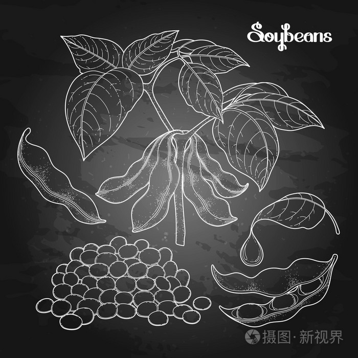 图形的大豆集合