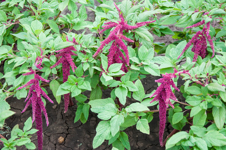 籽粒苋盛开在夏季的一天照片