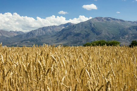 夏季阳光明媚的一天, 金色成熟的麦田里有天空和云彩