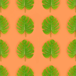 热带棕榈龟背竹叶子位于一张柔和的彩色纸上。自然夏日概念模式。平躺组成。顶部视图